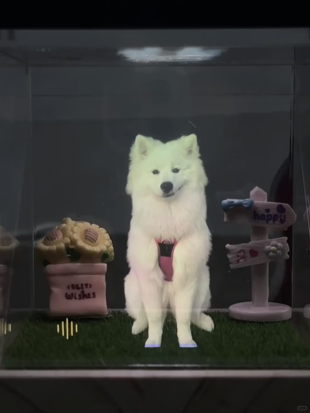 Pet Hologram Projection Box
Pet loss gift
Pet memorial gift
custom dog loss gift 
custom pet gift
Personalised Pet Memorial Gifts 
Gift For pet Lover